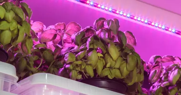illuminare piante con led