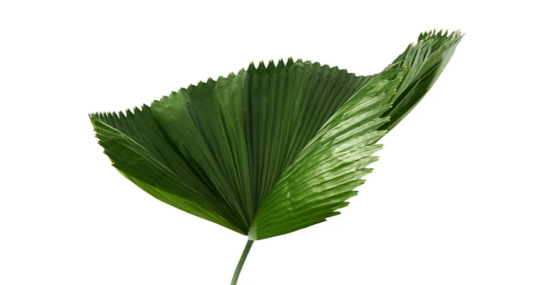 pianta da appartamento con foglie grandi - licuala grandis