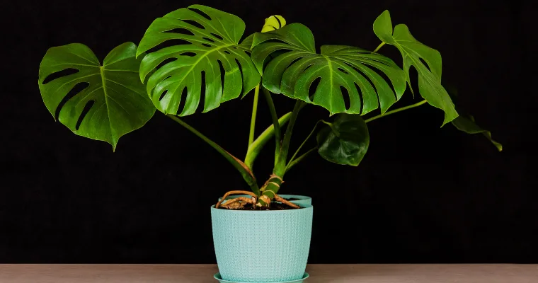 piante da interno monstera deliciosa