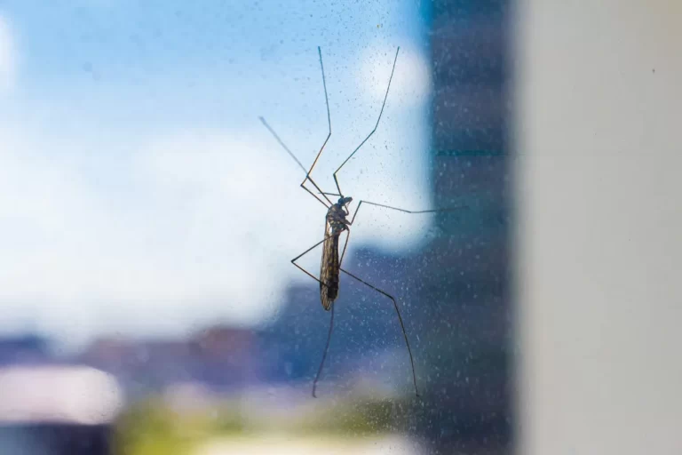 9 Prodotti contro le zanzare in casa (davvero efficaci)