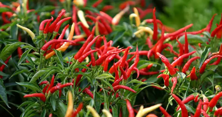 piante aromatiche peperoncino